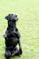 Picture of black Labrador Retriever sitting up
