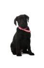Picture of black labrador retriever sitting on a white background