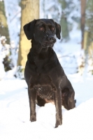 Picture of black Labrador Retriever sitting down in snow