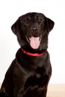 Picture of black Labrador Retriever, smiling