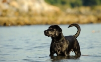 Picture of black Labrador Retriever standing in water