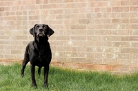 Picture of black Labrador Retriever standing near brick wall