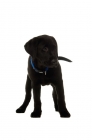 Picture of black labrador retriever standing on a white background