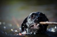 Picture of black Labrador Retriever swimming with stick