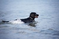 Picture of black labrador retriever swimming in a lake