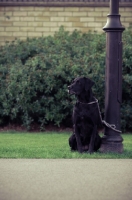 Picture of black Labrador Retriever tied to lamp post