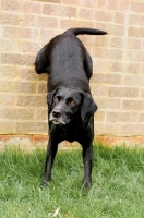 Picture of black Labrador Retriever up against wall