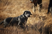 Picture of black labrador retriever waiting to be sent 