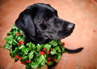 Picture of black Labrador Retriever wearing wreath