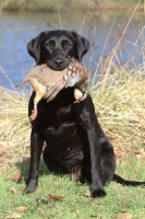 Picture of black Labrador Retriever with bird