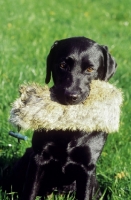 Picture of Black Labrador retriever with dummy