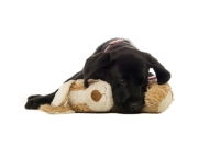 Picture of black labrador retriever with his toy, on a white background