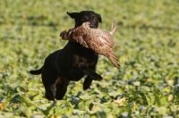 Picture of black Labrador Retriever with bird