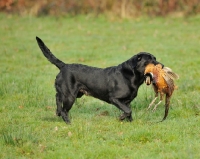 Picture of black Labrador Retriever with pheasant