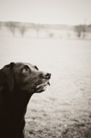 Picture of black Labrador Retriever 