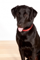 Picture of black Labrador Retriever