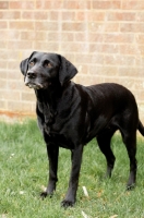 Picture of black Labrador Retriever