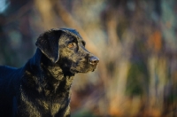 Picture of black Labrador Retriever