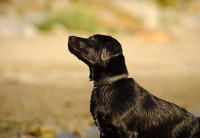 Picture of black Labrador Retriever