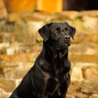 Picture of black Labrador Retriever