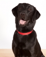 Picture of black Labrador Retriever