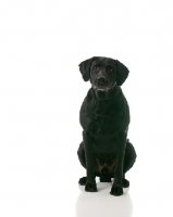Picture of black Labrador Retriever