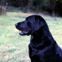 Picture of black labrador retriever