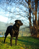 Picture of black Labrador Retriever