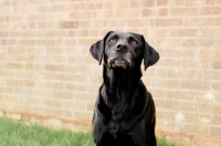 Picture of black Labrador Retriever