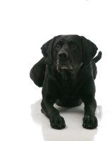 Picture of black Labrador Retriever