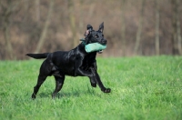 Picture of black labrador retrieving dummy