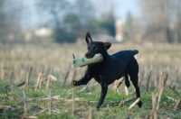 Picture of black labrador retrieving dummy
