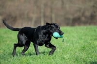 Picture of black labrador retrieving dummy