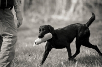 Picture of black labrador retrieving dummy to owner