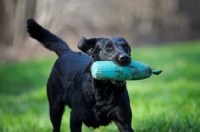 Picture of black labrador retrieving dummy at full speed