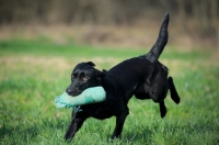 Picture of black labrador retrieving dummy