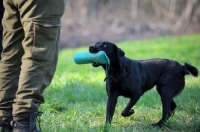 Picture of black labrador retrieving dummy