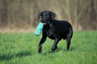 Picture of black labrador retrieving dummy