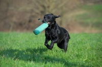 Picture of black labrador retrieving dummy