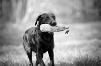 Picture of black labrador retrieving dummy