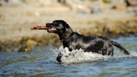 Picture of black Labrador retrieving from water