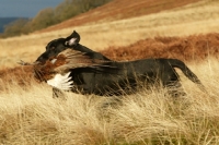 Picture of black Labrador retrieving pheasant