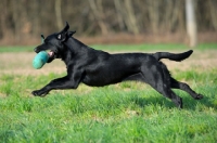 Picture of black labrador running at full speed