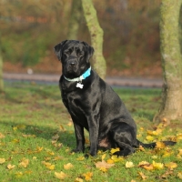 Picture of black labrador sat in trees