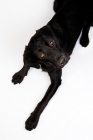 Picture of Black Labrador shot from above in the studio