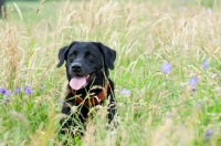 Picture of Black Labrador sitting in Long grass, panting.