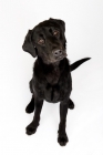 Picture of Black labrador sitting in the studio