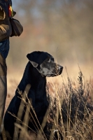 Picture of black labrador sitting ina field near owner
