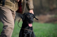 Picture of black labrador sitting near owner