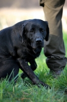 Picture of black labrador sitting near owner with intense expression